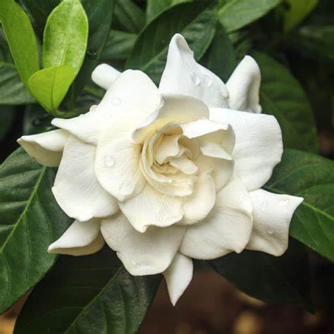 White Fragrant Gardenia Live Plant 2 Gallon Pot R5681