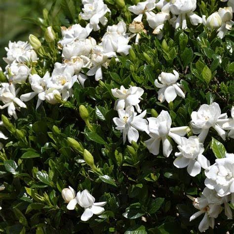 White Fragrant Gardenia Live Plant 2 Gallon Pot R5681