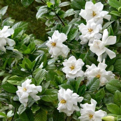White Fragrant Gardenia Live Plant 2 Gallon Pot R5681