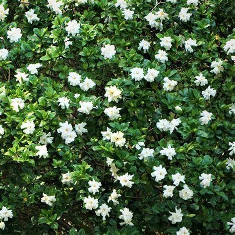 White Fragrant Gardenia Live Plant 2 Gallon Pot R5681