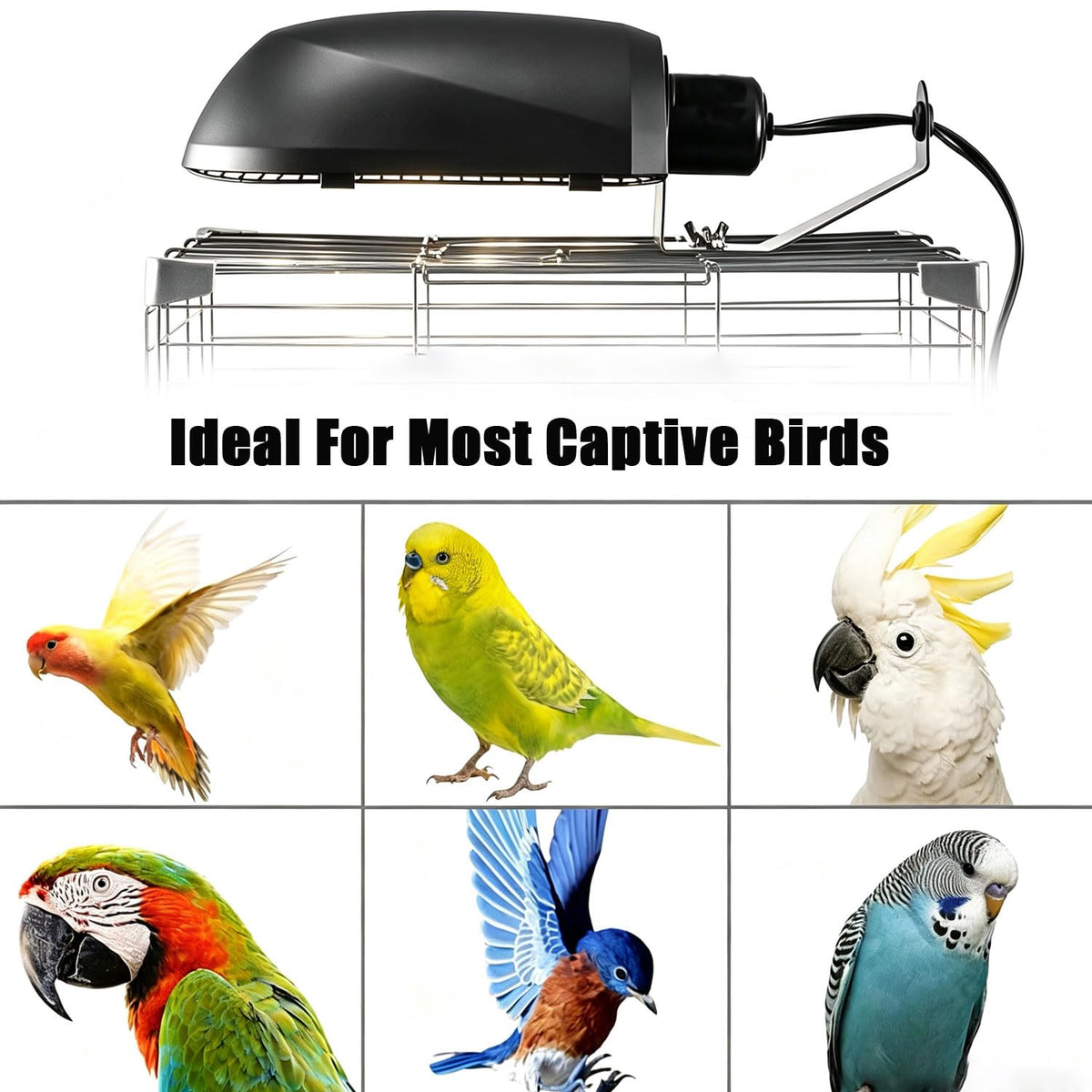 Bird Cage Light Fixture Combo Kit with Bulb Z6540