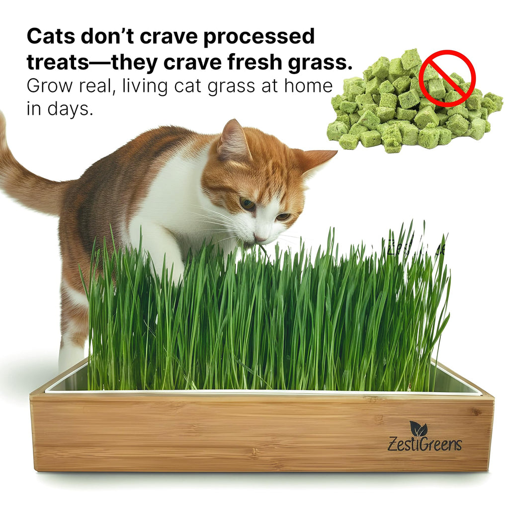 Self-Watering Cat Grass Planter Kit A264111
